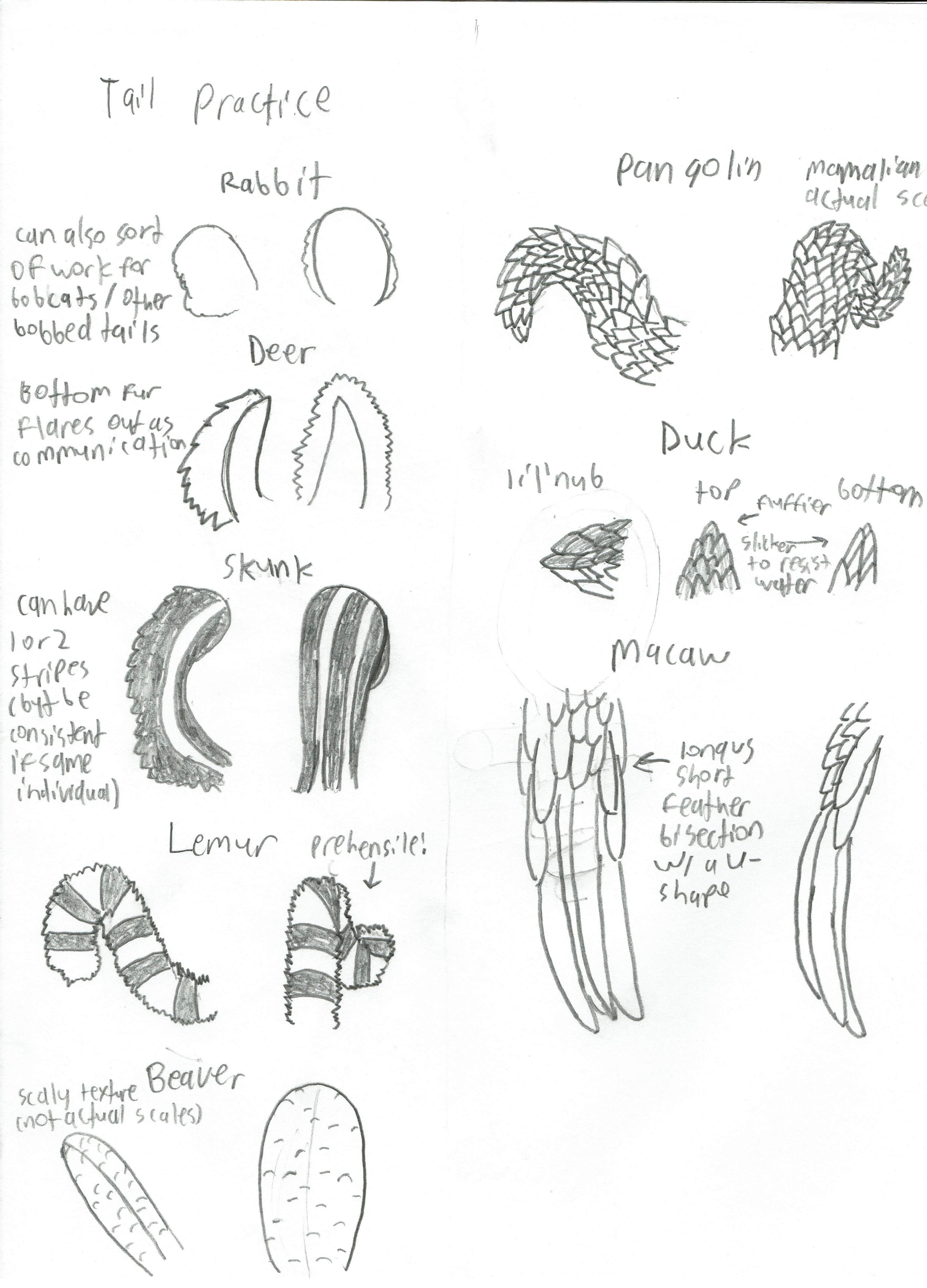 a study of different animal tail shapes in pencil. Includes rabbit, deer, duck, pangolin, beaver, macaw, skunk, and lemur tails.